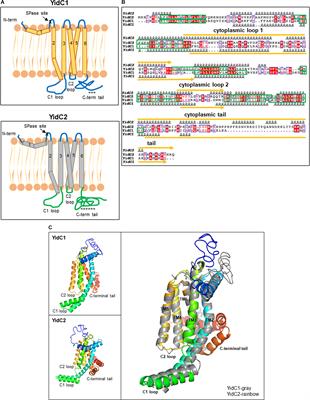 The Cytoplasmic Domains of Streptococcus mutans Membrane Protein Insertases YidC1 and YidC2 Confer Unique Structural and Functional Attributes to Each Paralog